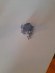 TREEFROG