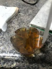 Fruit Fly Trap for Soda Bottle