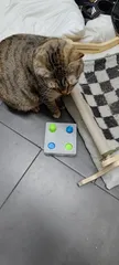 whack a mole CATtoy (updated)