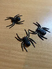 Black House Spider For Halloween