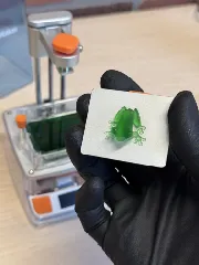 TREEFROG