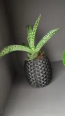 Pineapple Planter