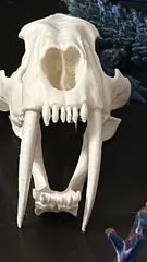 Sabertoothed Cat Skull