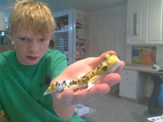 Flexi Leopard Gecko