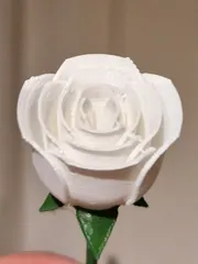 Rose with stem