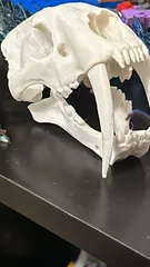 Saber-Toothed Cat Skull
