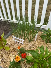 Mini Garden Fence