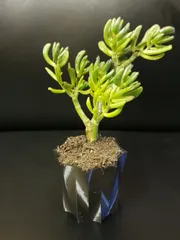 Octopot - Octagonal Rounded Plant Pot 