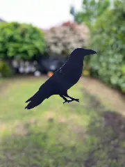 Bird Repelent / Fake Raven