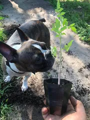 Hexagonal Plant Pot (Vase Mode)