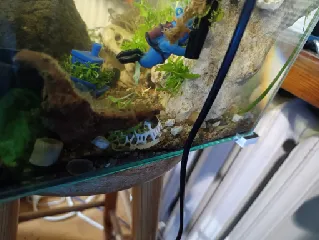 Aquarium Planter