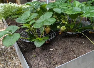 Strawberry Support / Podložka pod jahody