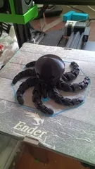 Cute Mini Octopus
