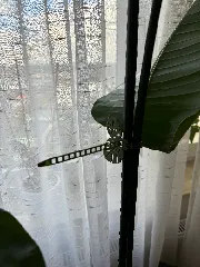 Monstera Leaf Buttons