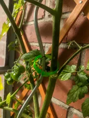 Plant Clip