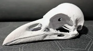 Raven Skull