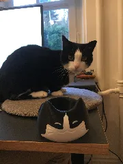 Cute Cat Bowl - More Space and Less Nose