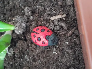 Ladybug / Beruška