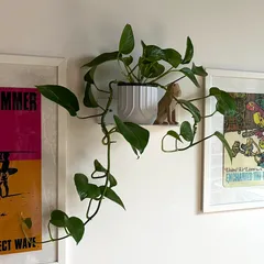 Plant pot