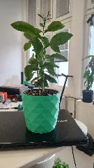 Planter