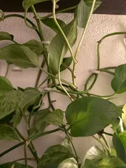 Hanging plant wall holder for individual shoots