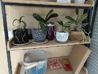 Parametric Orchid Flower Pot