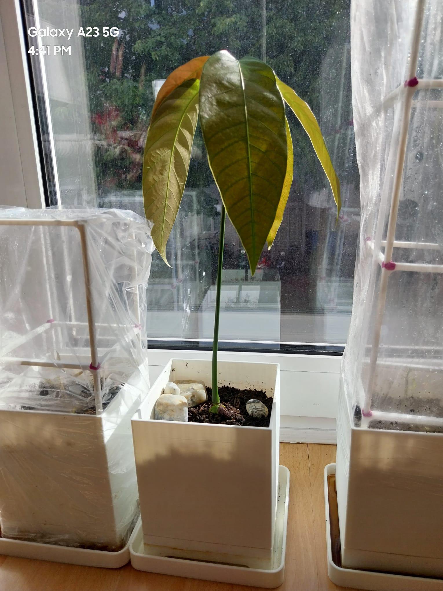 Mango Planter — miniatura 7