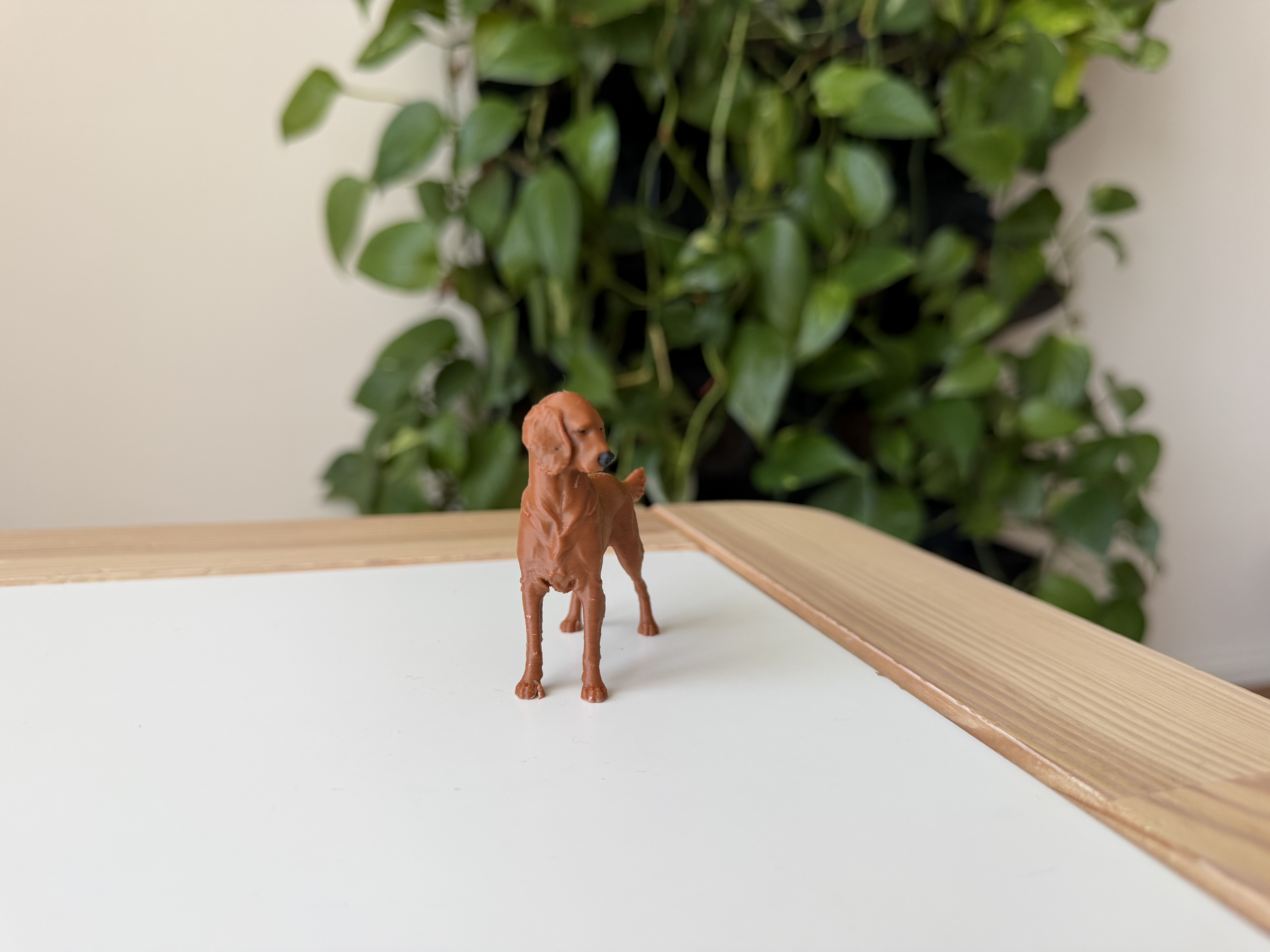 Irish Setter — miniatura 3