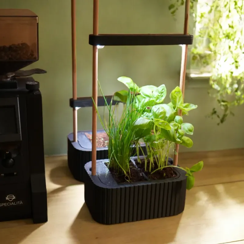 indoor plants to buy Popular Houseplant 6-pack: Easy Plant Variety Pack – Cute & Unique Plants main image 1