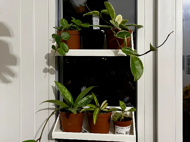 window shelves