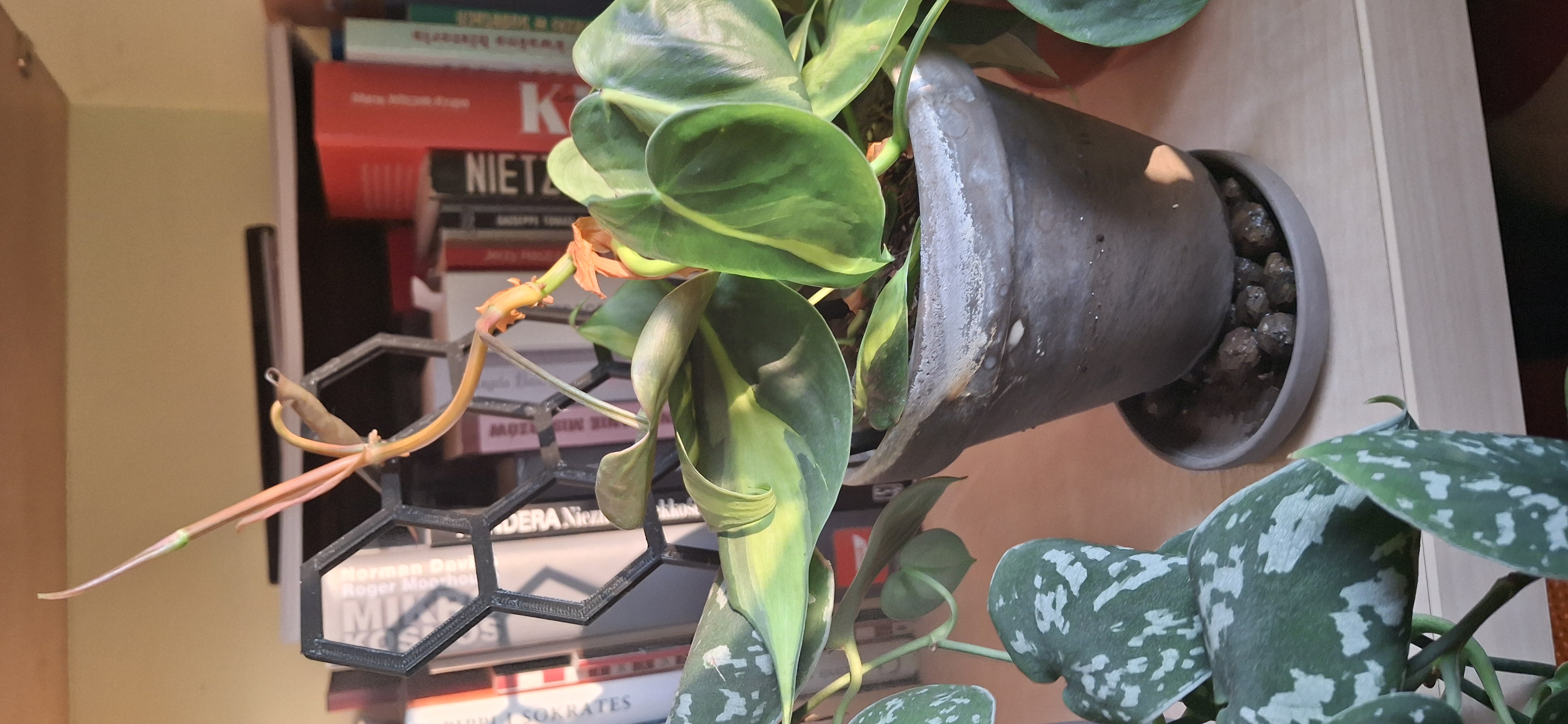 Honeycomb Plant  support — thumbnail 7