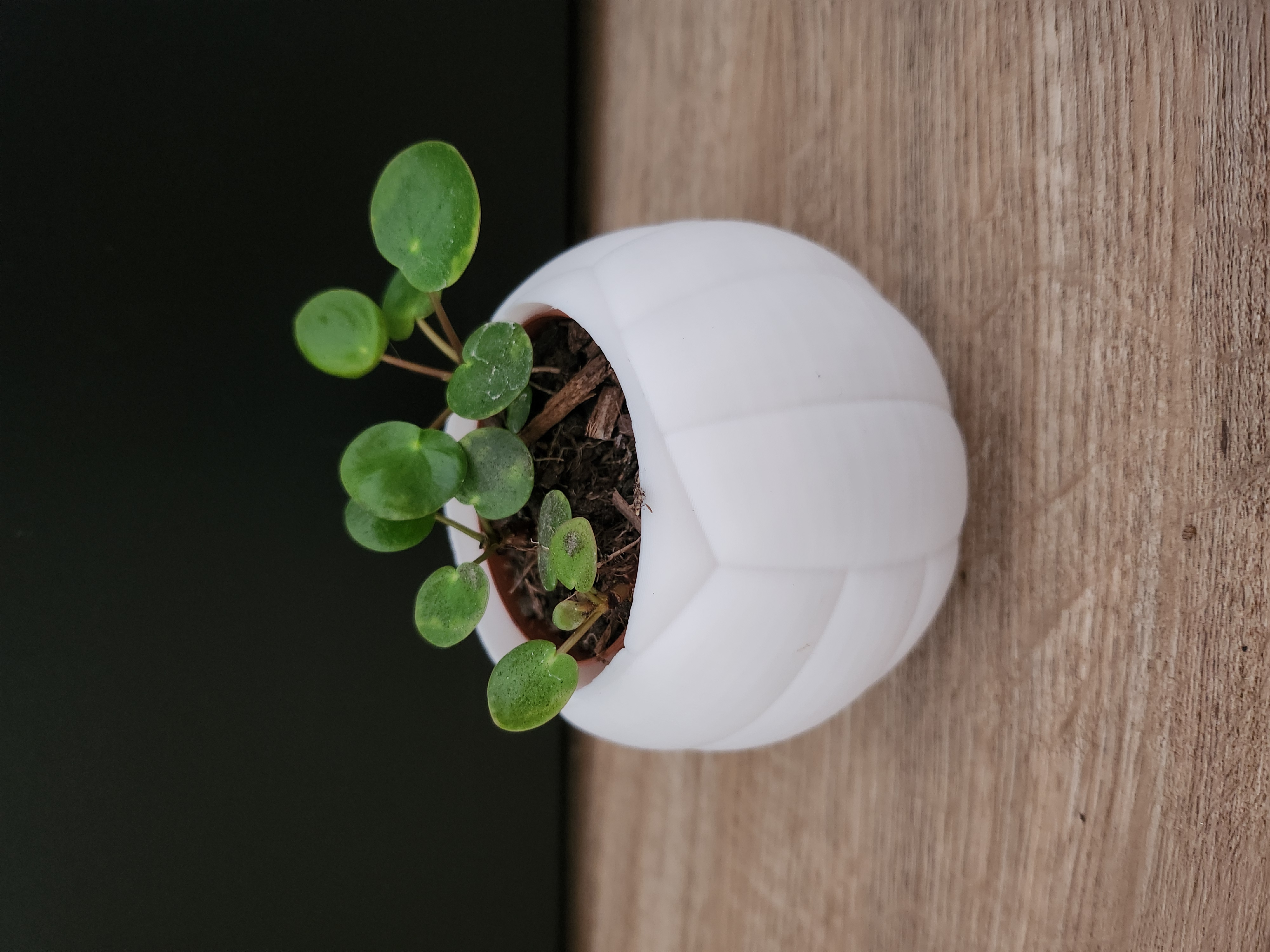 Volleyball Planter – Sporty Plant Pot for 6 cm Inner Pots