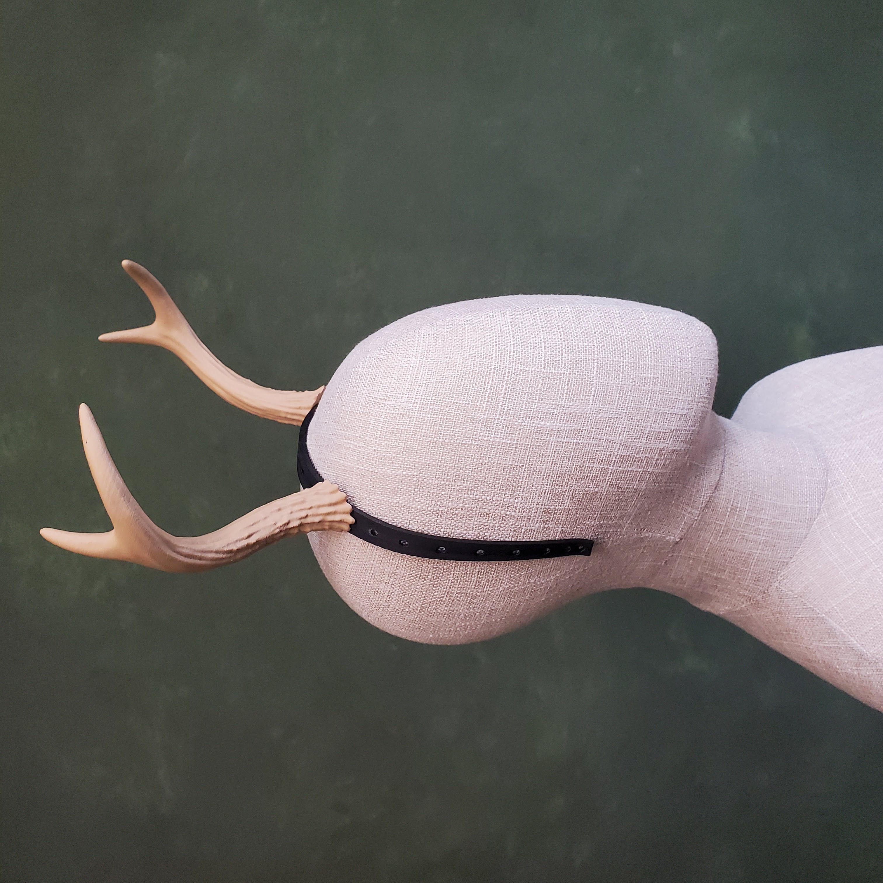 Bramble | Medium Two Tined Deer Antlers