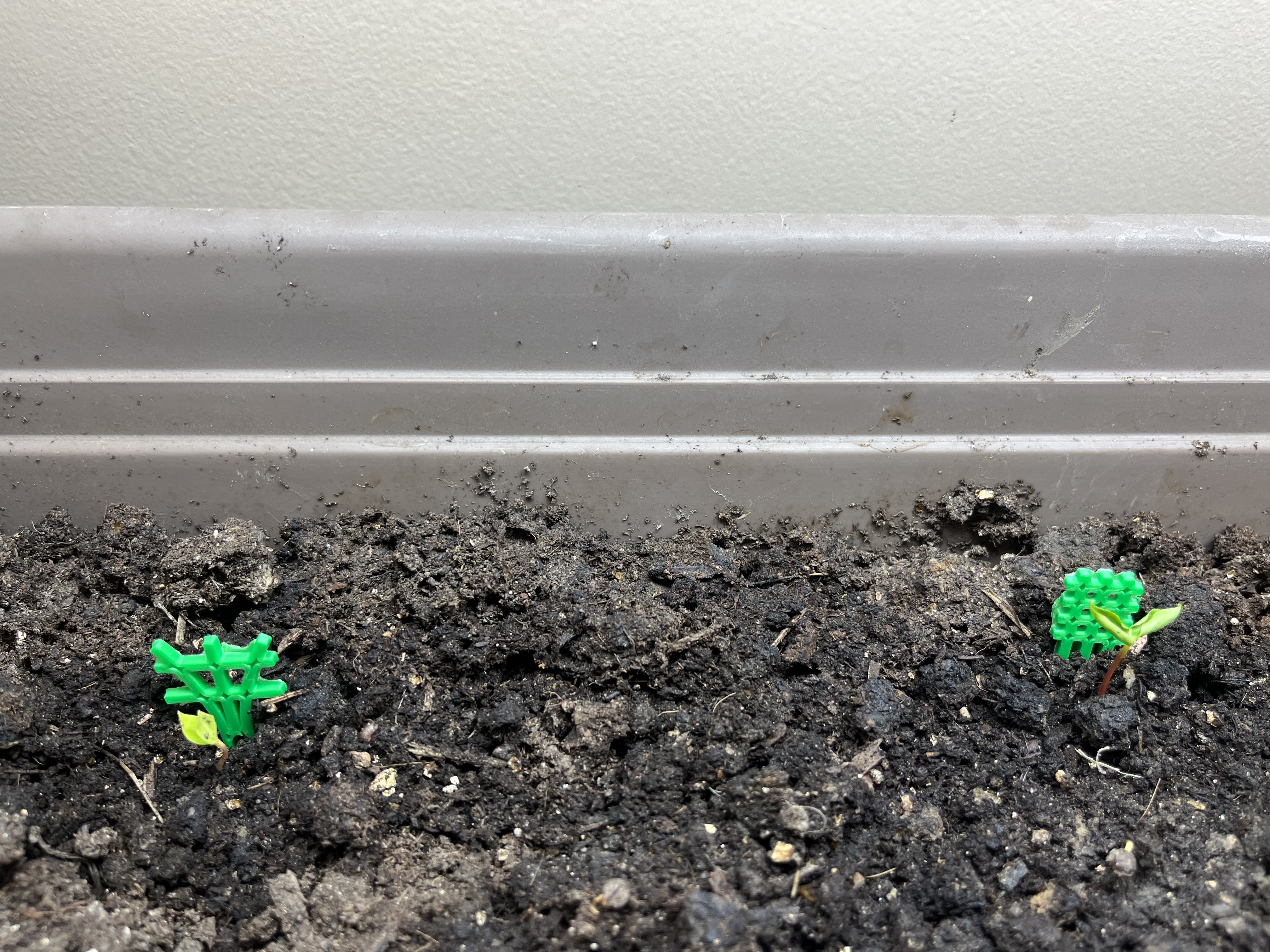 Seedling Trellis — thumbnail 4