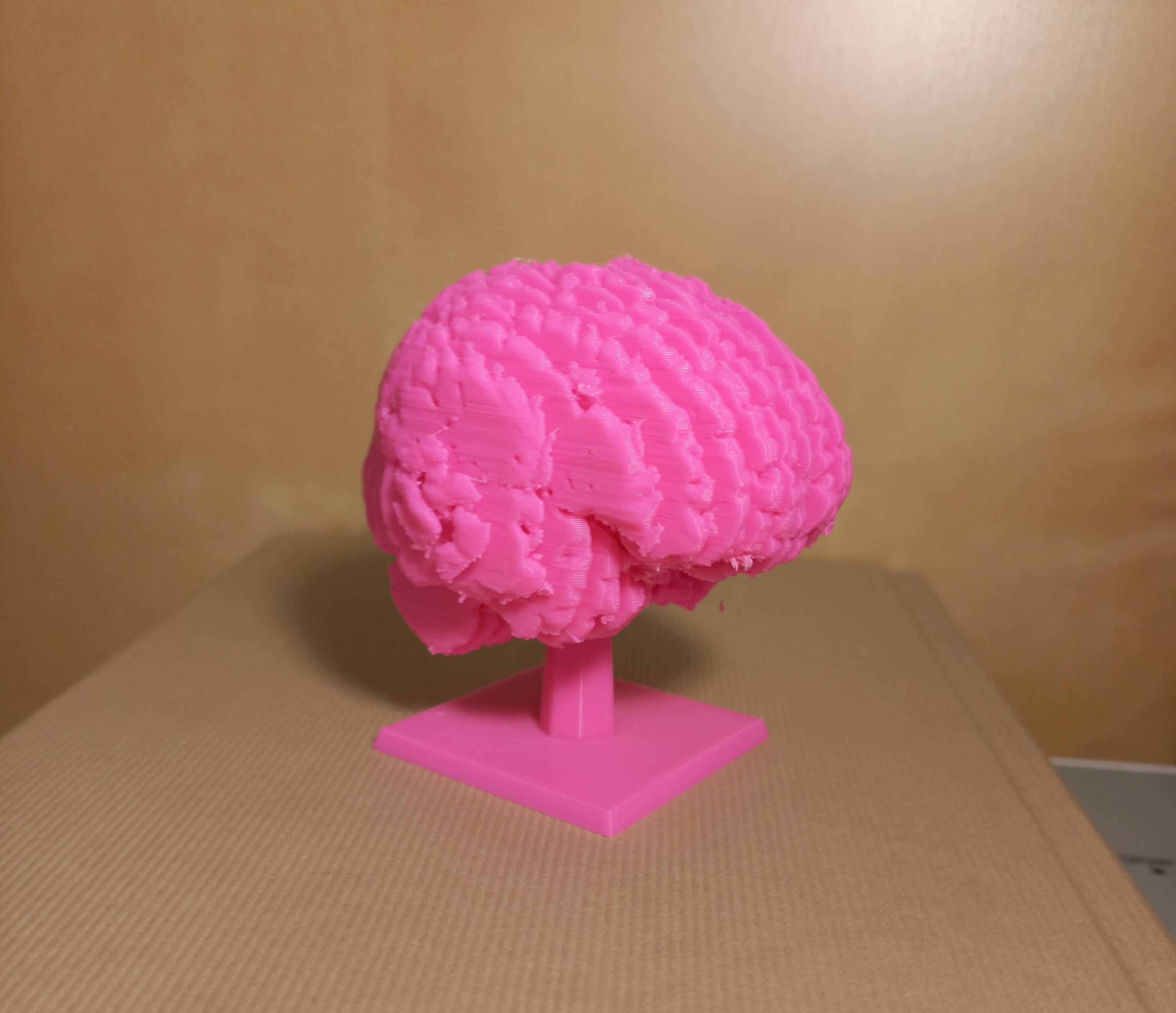 Sliced Brain + Stand