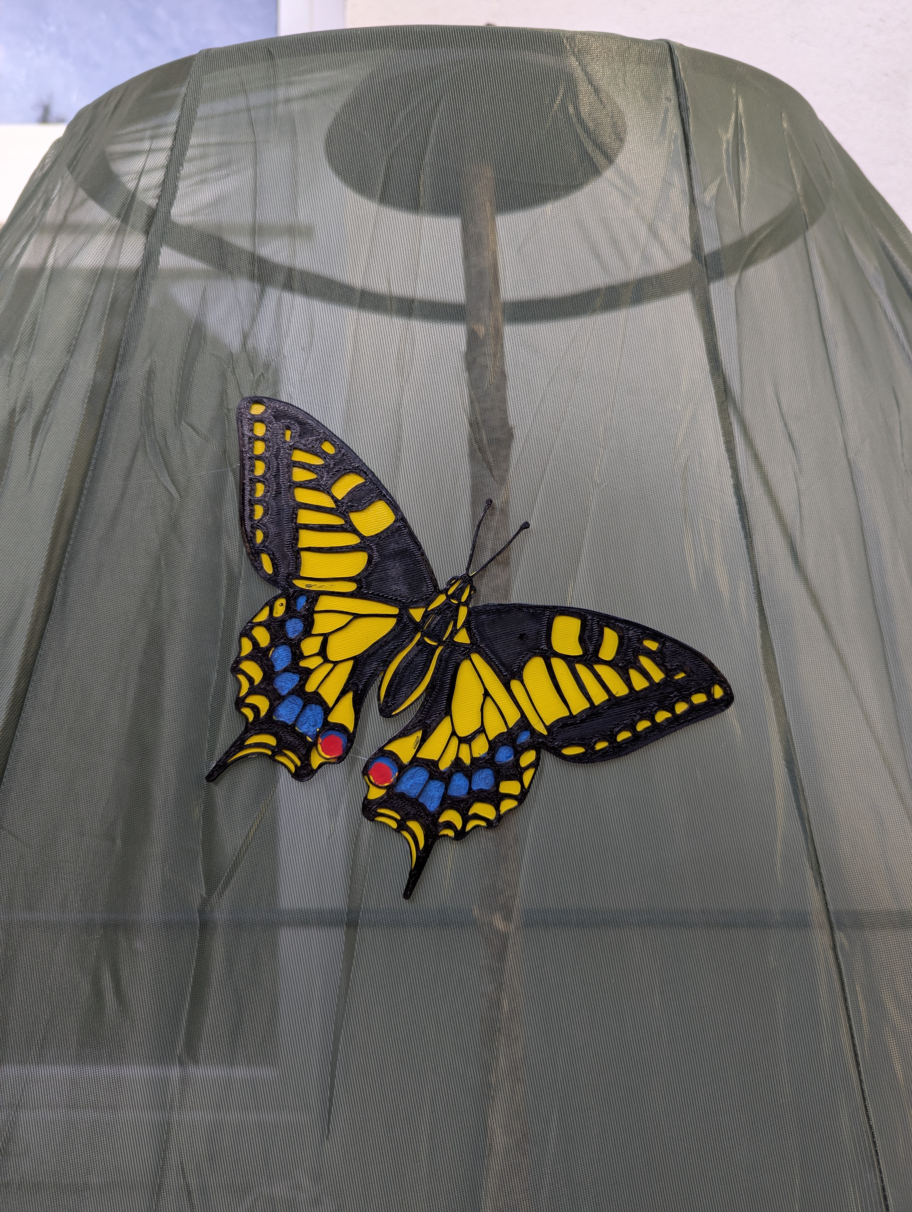 Papilio machaon | Old world swallowtail