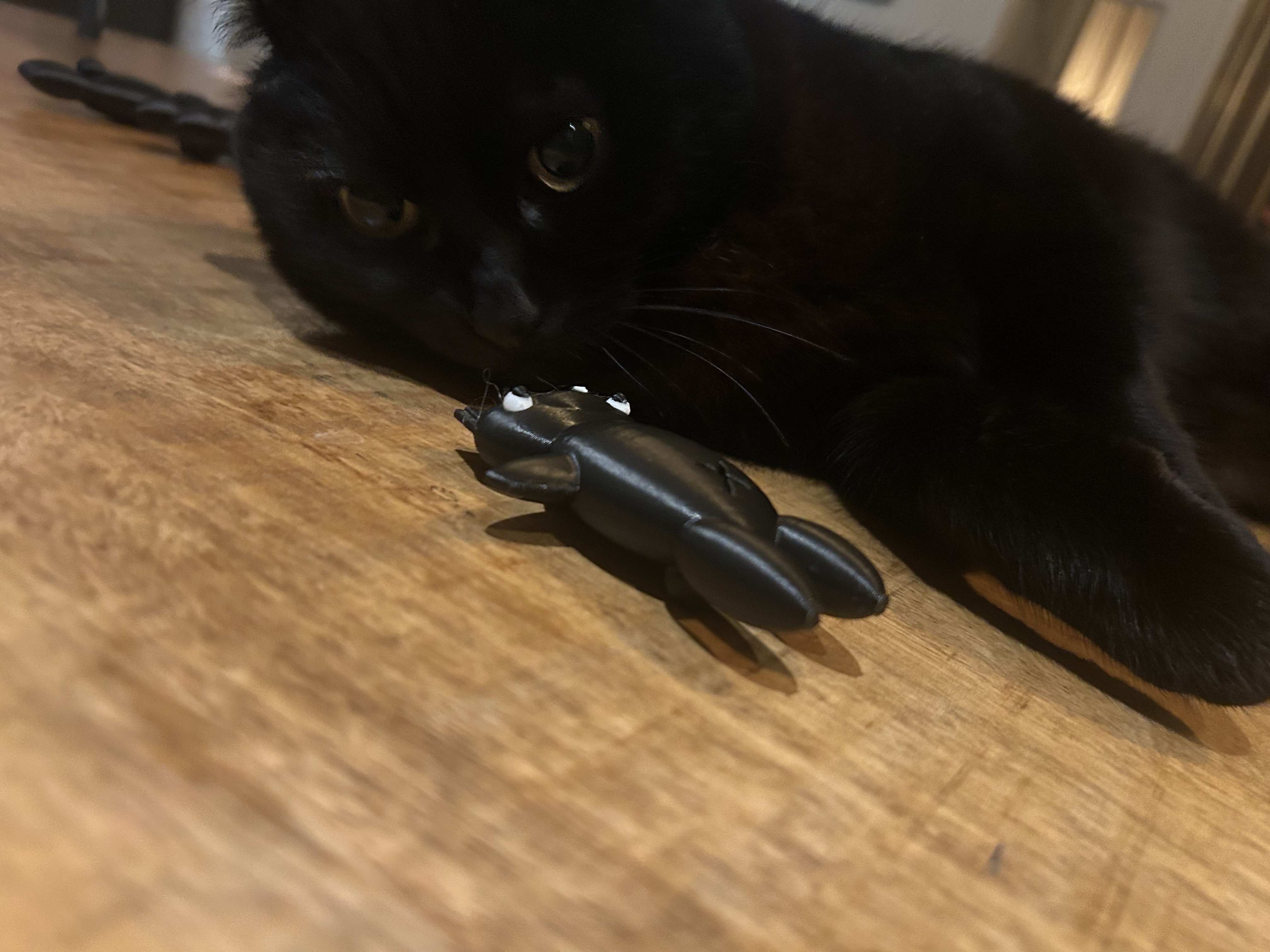 cat