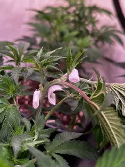 TerpTrainer – LST-Clips (Low Stress Training)
