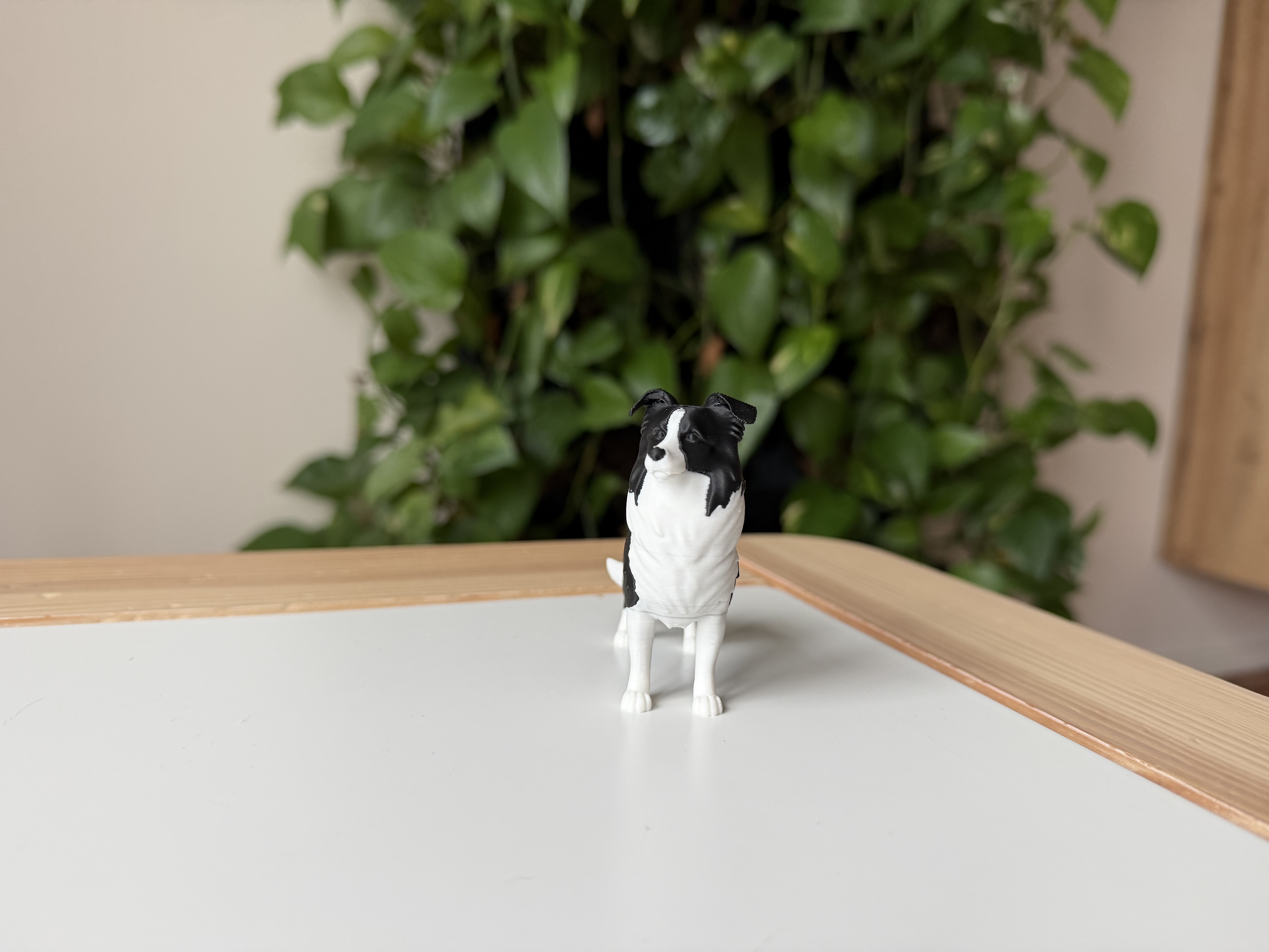 Border Collie — miniatura 5