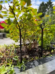 Plant & Rose Support Stake – 22 cm | Tuteur pour Rosiers & Plantes – 22 cm