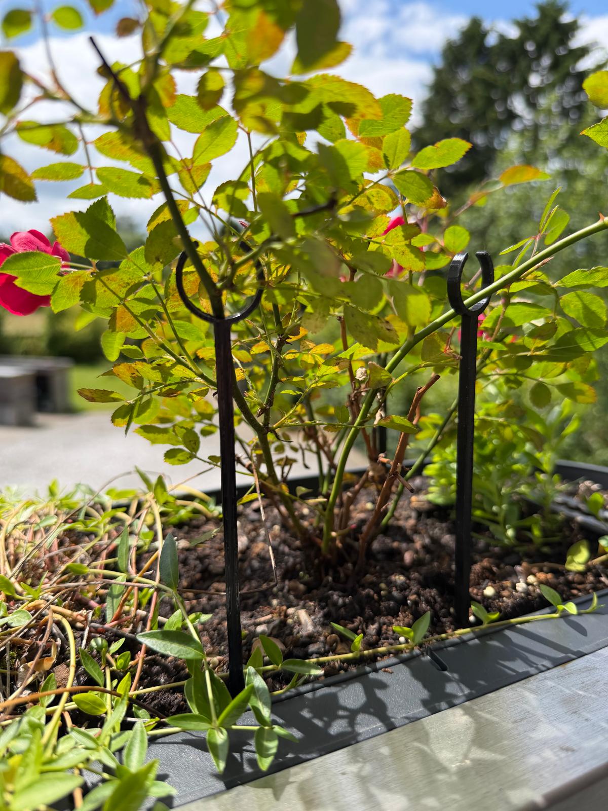 Plant & Rose Support Stake – 22 cm | Tuteur pour Rosiers & Plantes – 22 cm