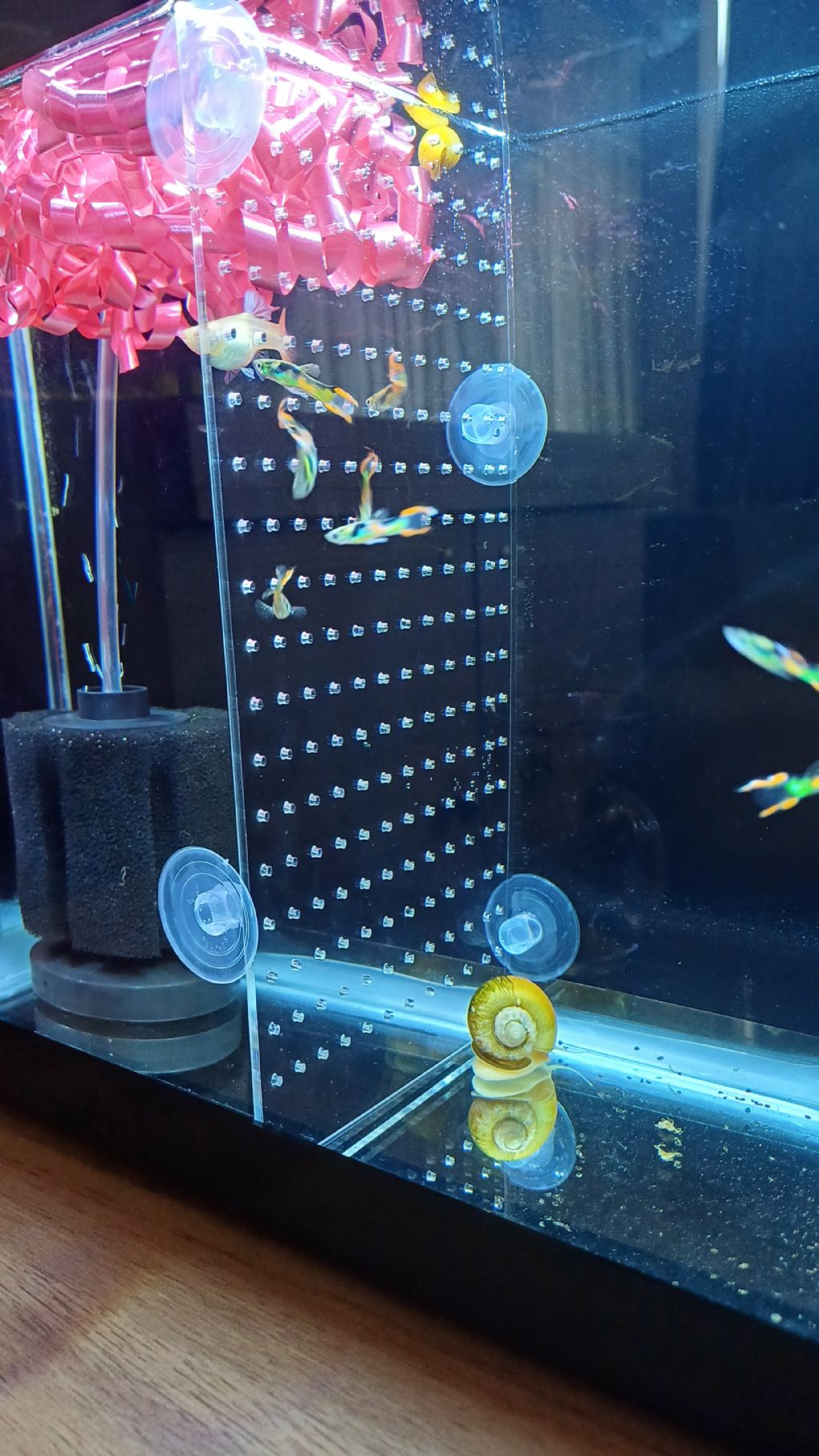 Aquarium slicer