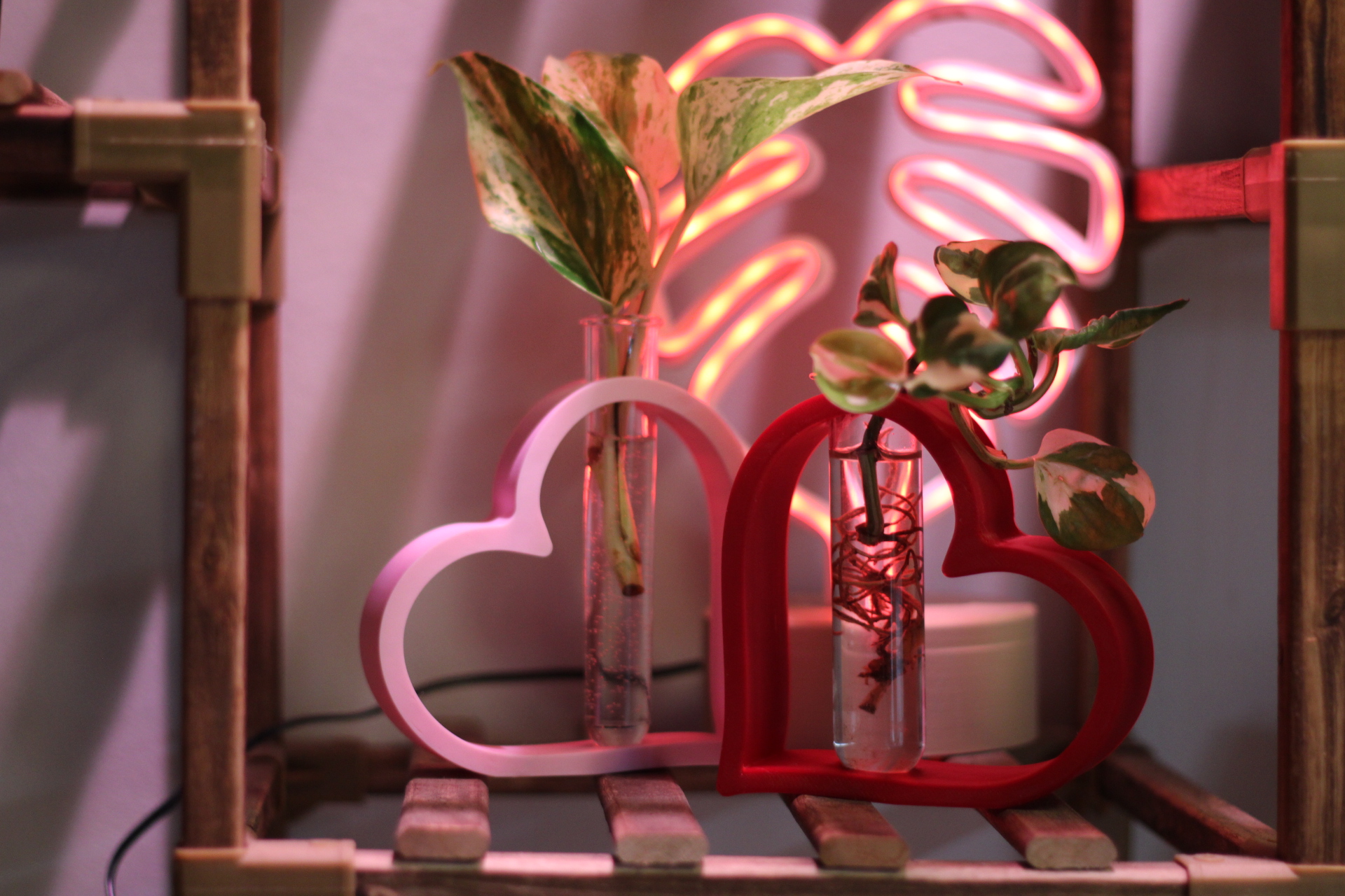 Heart plant propagation vase