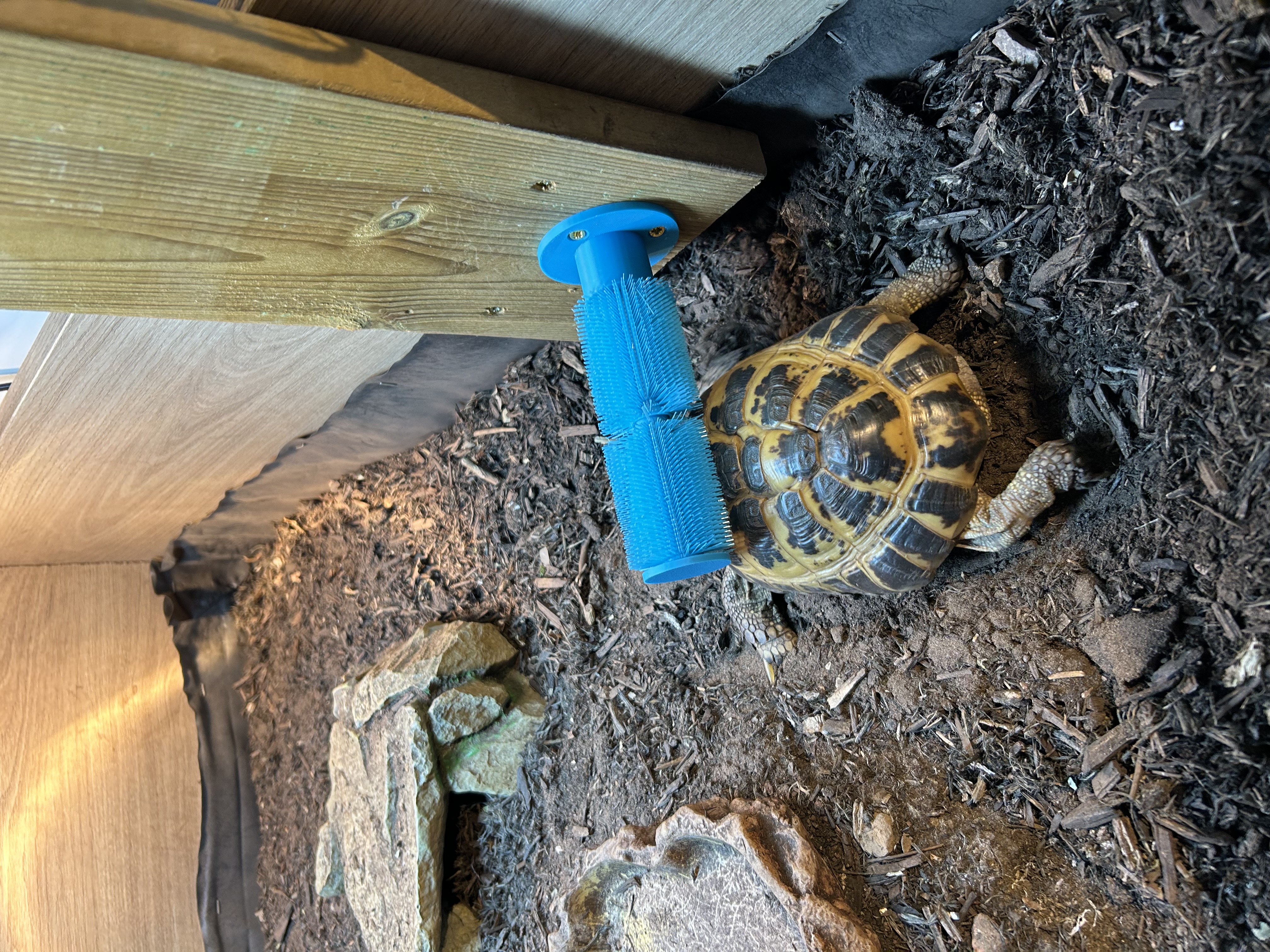 Shell scratcher