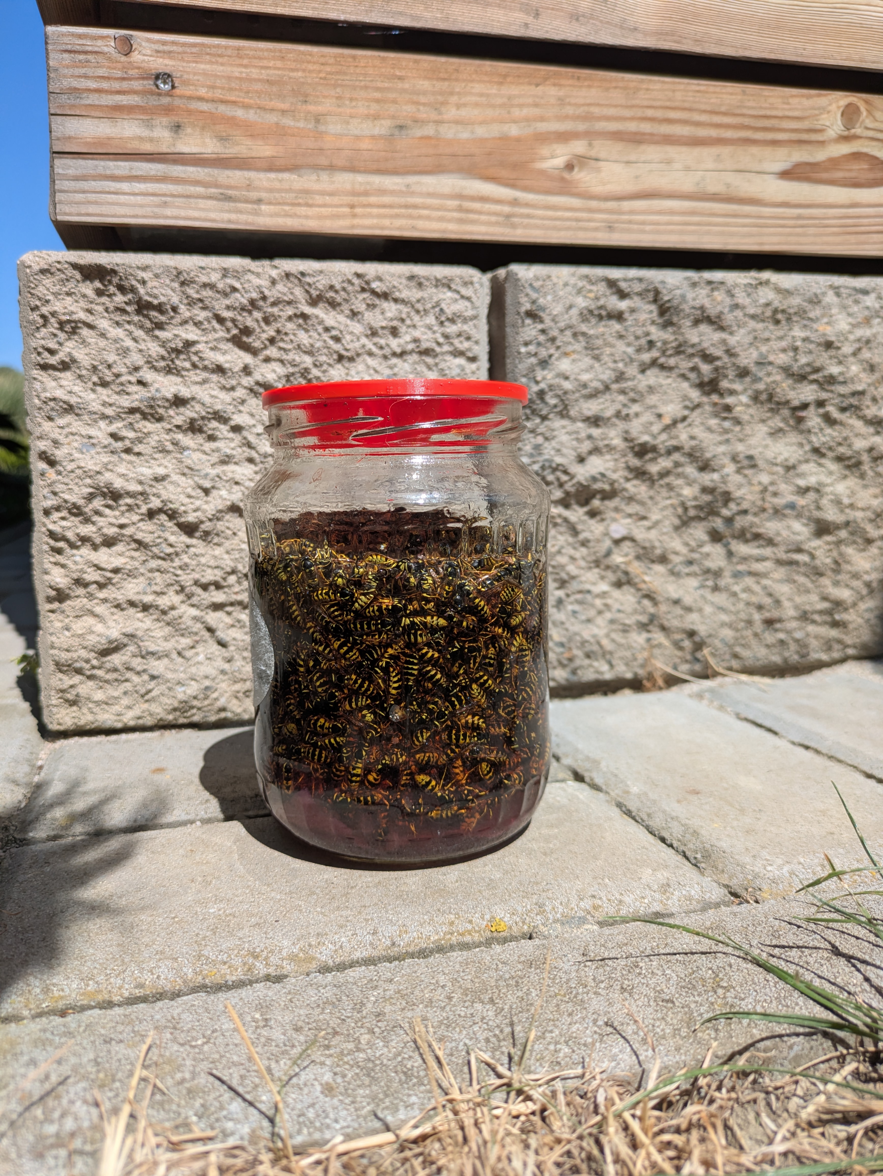 Wasp trap