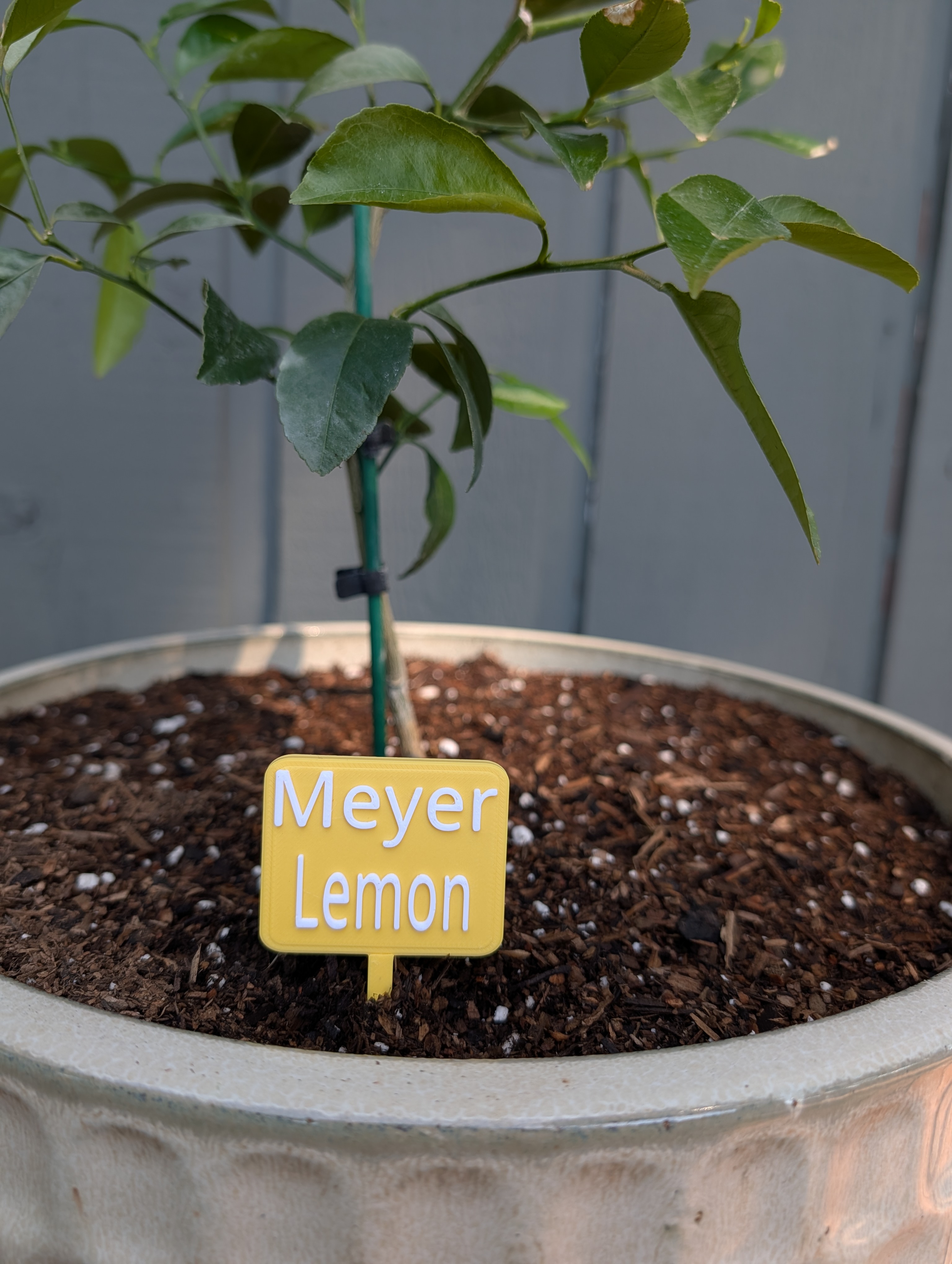 Citrus Plant Label–Meyer Lemon Tree Garden Marker