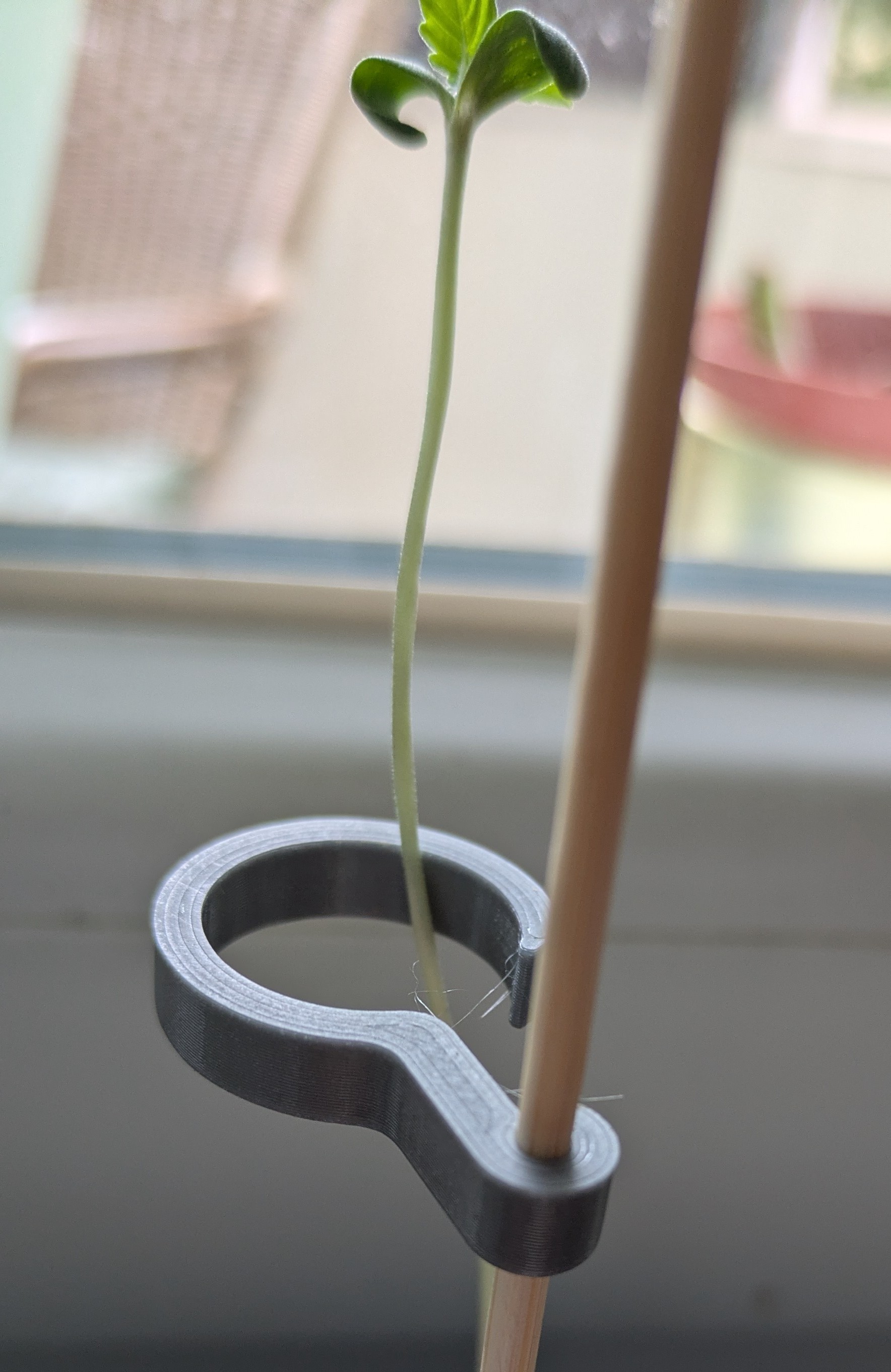 Planthook for 3mm skewer