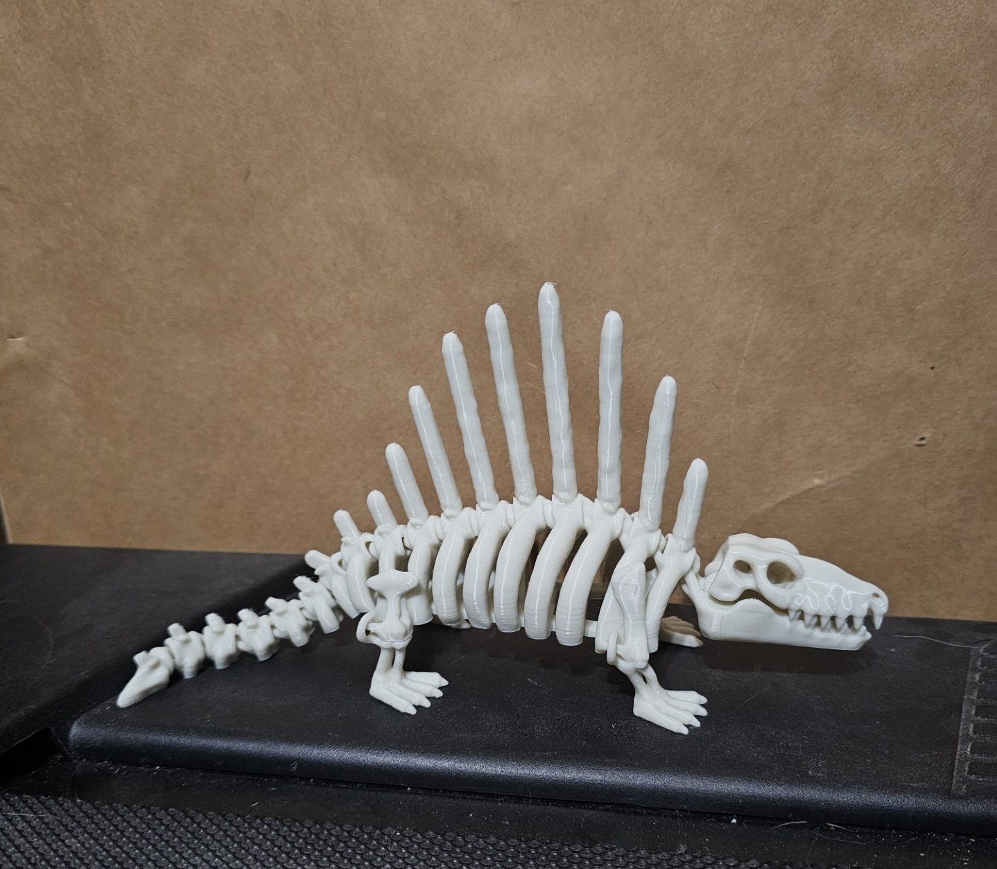 Articulated Dimetrodon skeleton.