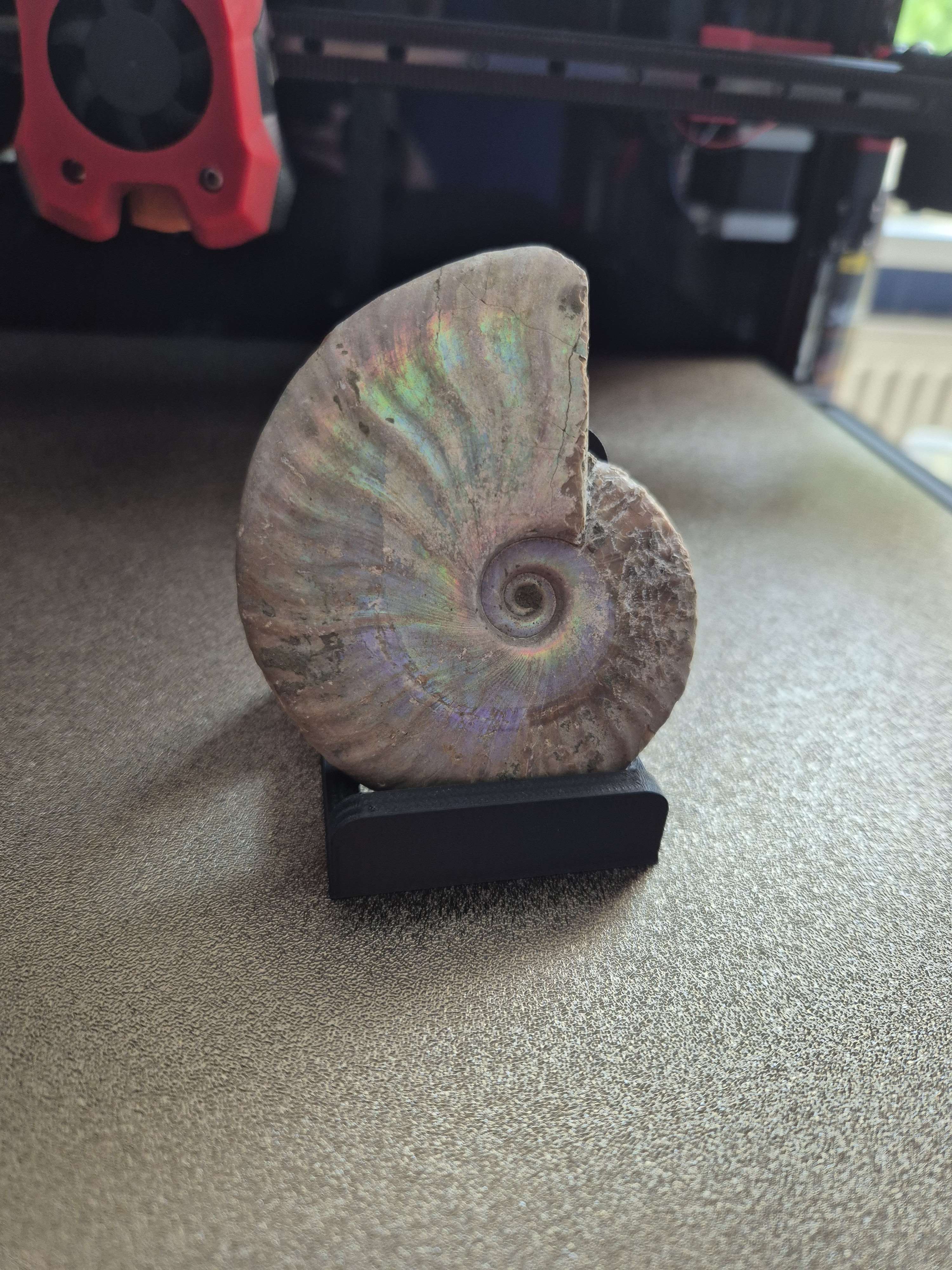 Ammonite Display Stand