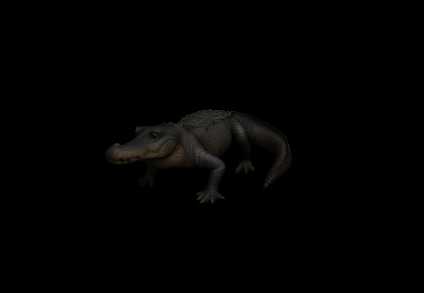 Alligator